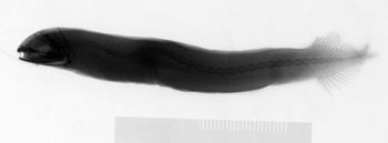 Media type: image; Ichthyology 84930